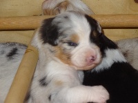 CHIOT femelle bleue merle