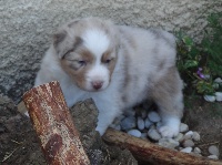 CHIOT femelle rouge merle