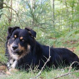 Foxy Du Vallon De Palemberge